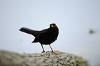 Amsel