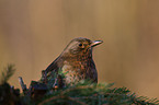 Amsel