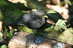 Amsel