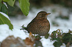 Amsel