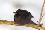 Amsel