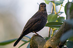 Amsel