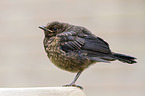 Amsel