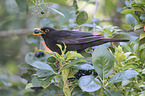 Amsel