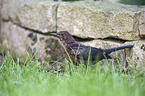 Amsel