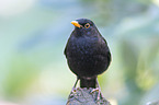 Amsel