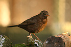 Amsel