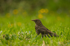 Amsel