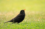 Amsel