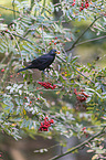 Amsel