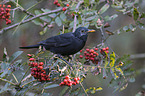 Amsel