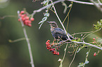 Amsel