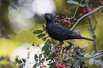 Amsel