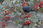 Amsel