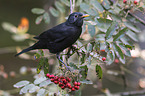 Amsel