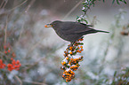 Amsel