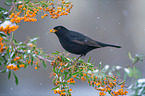 Amsel