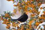 Amsel