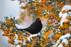 Amsel