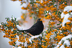 Amsel