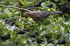 Amsel