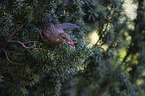 Amsel