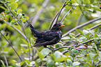 Amsel