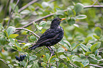 Amsel