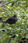 Amsel