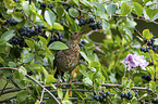 Amsel