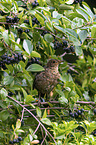 Amsel