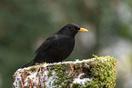 Amsel