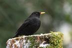 Amsel