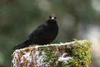 Amsel