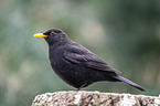 Amsel