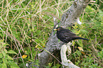 Amsel