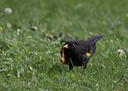 Amsel