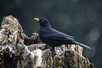 Amsel