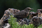 Amsel