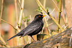 Amsel