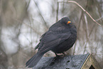 Amsel