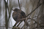 Amsel