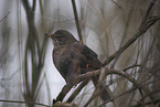 Amsel