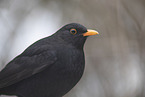 Amsel