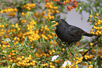 Amsel