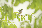 Amsel