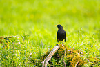 Amsel