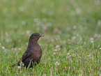 Amsel