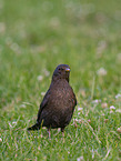 Amsel