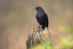 Amsel